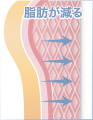 脂肪が減る