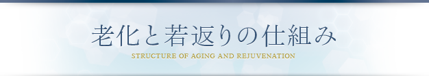 老化と若返りの仕組み