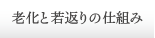老化と若返りの仕組み